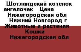  Шотландский котенок ангелочек › Цена ­ 2 500 - Нижегородская обл., Нижний Новгород г. Животные и растения » Кошки   . Нижегородская обл.